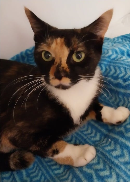 ZEN * IN FOSTER * - Domestic Short Hair available for adoption