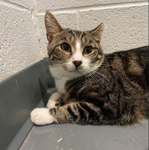 HEATH BAR - Domestic Short Hair available for adoption