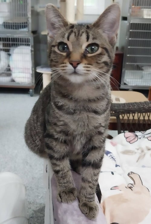 LYRIC * IN FOSTER * - Domestic Short Hair available for adoption