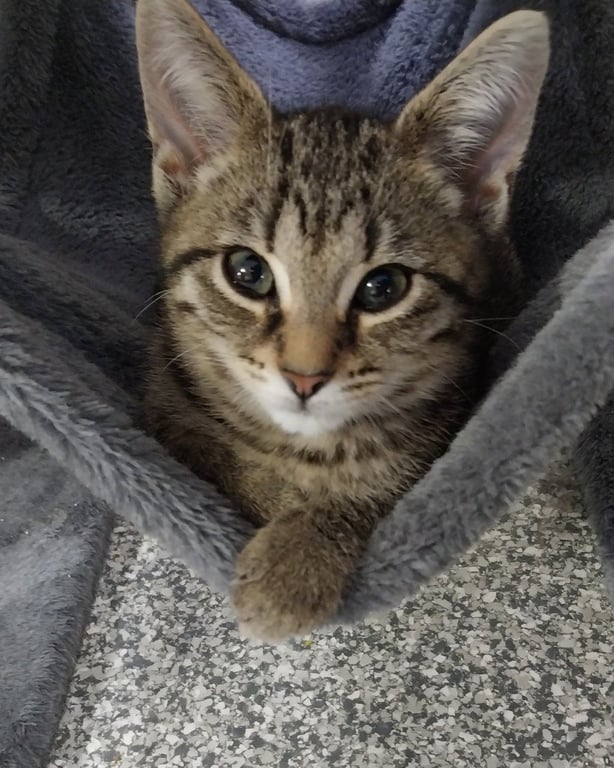 Lyric * IN FOSTER * Image