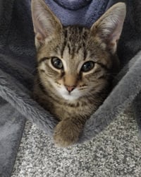Lyric * IN FOSTER * - Photo 1