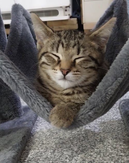 LYRIC * IN FOSTER * - Domestic Short Hair available for adoption