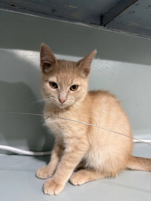 NORDIC WARRIOR * IN FOSTER * - Domestic Short Hair available for adoption