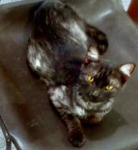 Luna * IN FOSTER * - Photo 3