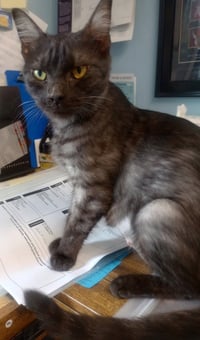 Luna * IN FOSTER * - Photo 1
