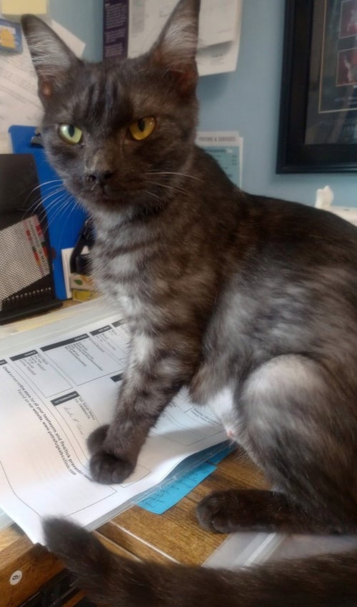 LUNA * IN FOSTER * - Domestic Short Hair available for adoption