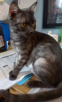 Luna * IN FOSTER * - Photo 2