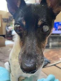 Pepe - In a Foster Home! - Photo 1