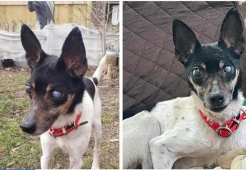 PEPE - IN A FOSTER HOME! - Fox Terrier available for adoption