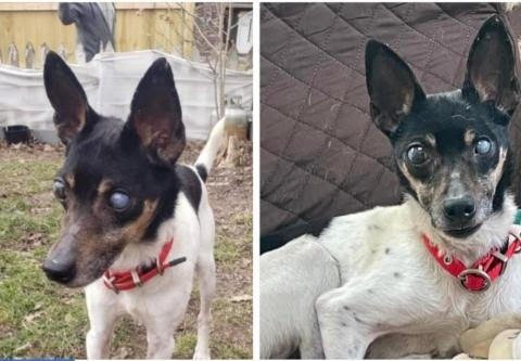 PEPE - IN A FOSTER HOME! - Fox Terrier available for adoption