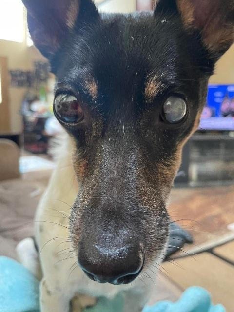 PEPE - IN A FOSTER HOME! - Fox Terrier available for adoption