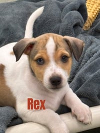 Rex-in a Foster Home - Photo 1