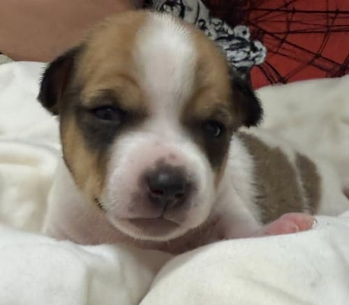 REX-IN A FOSTER HOME - Terrier / Hound available for adoption