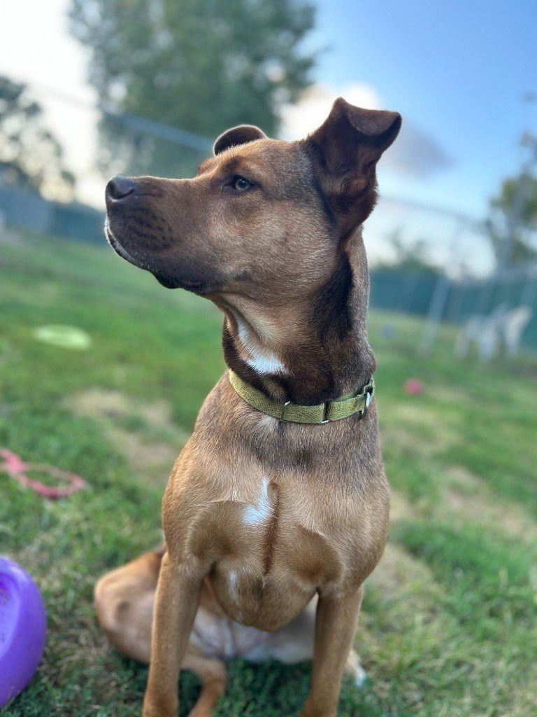 AVA - Siberian Husky / Terrier available for adoption