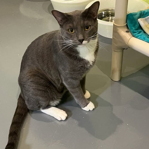 WYATT - Domestic Short Hair available for adoption