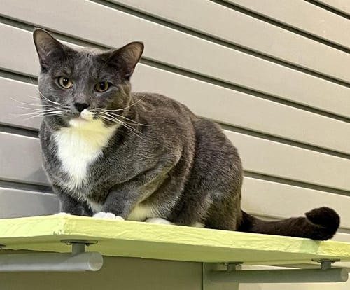 WYATT - Domestic Short Hair available for adoption