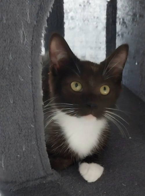 TITO * IN FOSTER *