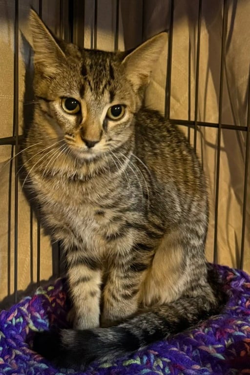 Swatermelon *IN FOSTER* Image
