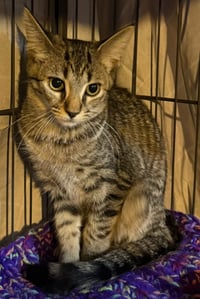 Swatermelon *IN FOSTER* - Photo 1