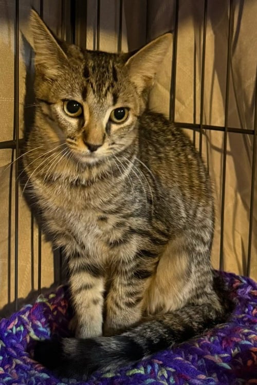 SWATERMELON *IN FOSTER* - Domestic Short Hair available for adoption