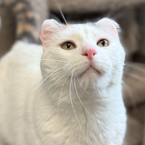BOO - Domestic Short Hair available for adoption