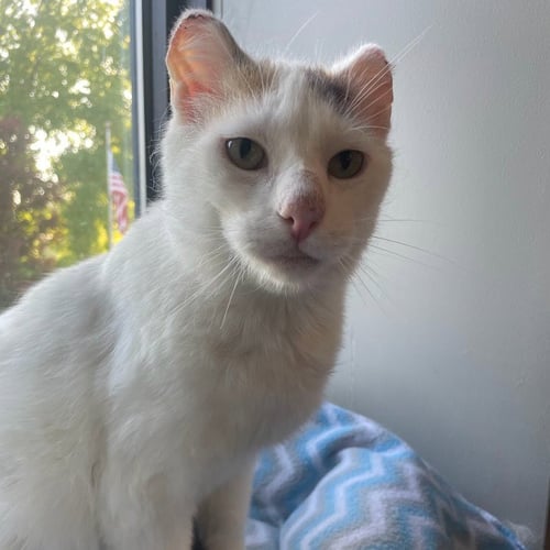 BOO - Domestic Short Hair available for adoption