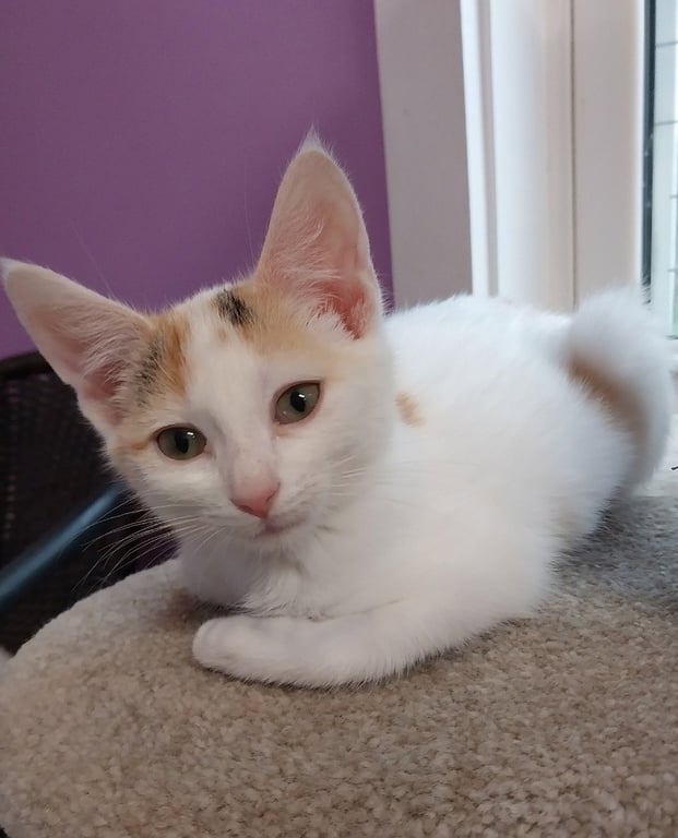 Bonnie * IN FOSTER * Image