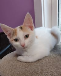 Bonnie * IN FOSTER * - Photo 1