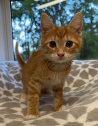 Ernie * IN FOSTER * - Photo 1