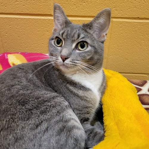 DARLING - Domestic Short Hair available for adoption