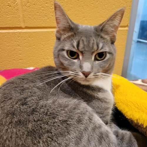 DARLING - Domestic Short Hair available for adoption