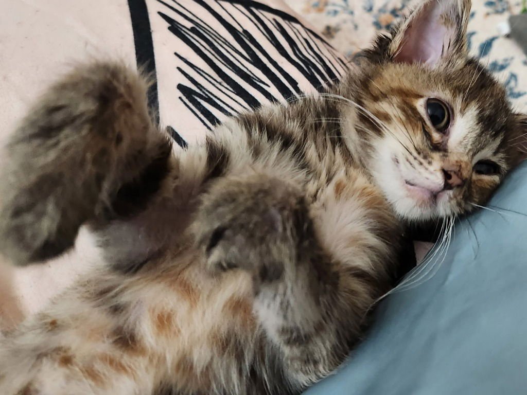 AUTUMN BLAZE *IN FOSTER* - Domestic Medium Hair available for adoption