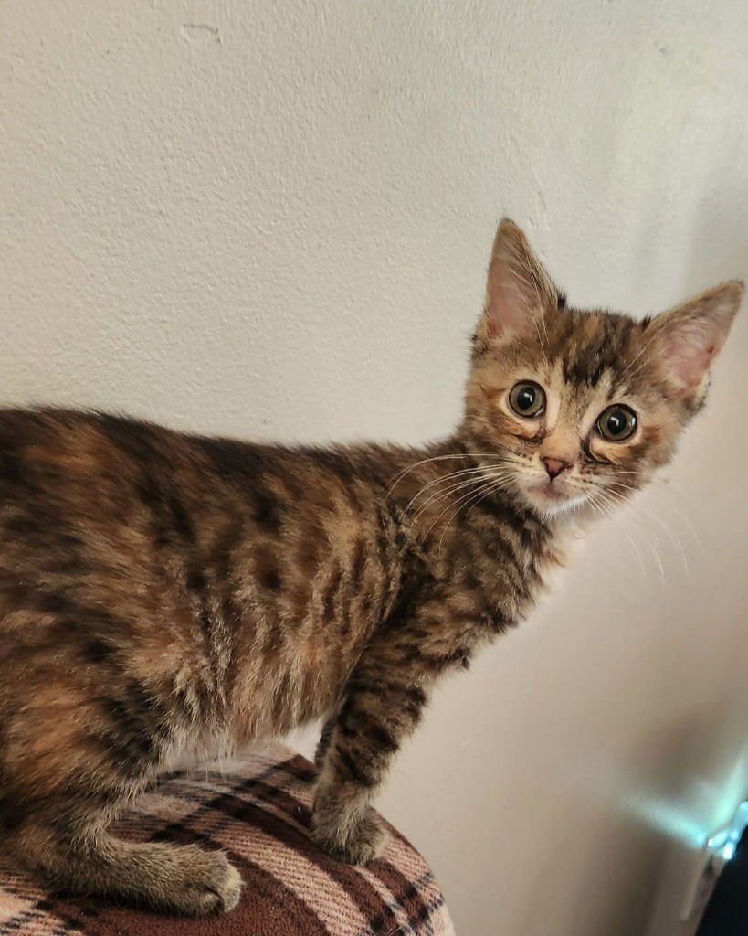 AUTUMN BLAZE *IN FOSTER* - Domestic Medium Hair available for adoption