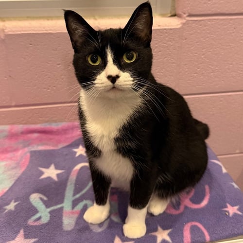 VERONICA - Domestic Short Hair available for adoption