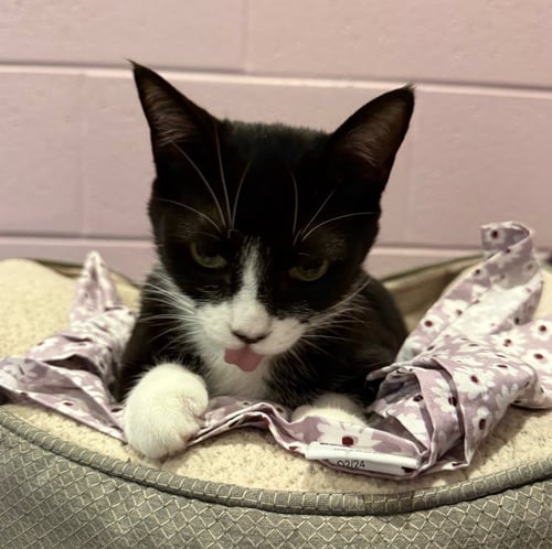 VERONICA - Domestic Short Hair available for adoption