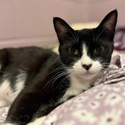 VERONICA - Domestic Short Hair available for adoption