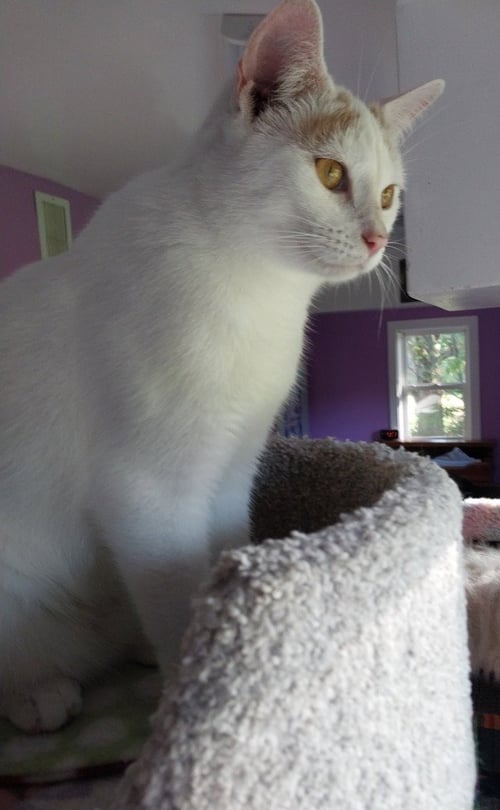 LAYLA * IN FOSTER * - Domestic Short Hair available for adoption