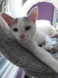 Layla * IN FOSTER * - Photo 4