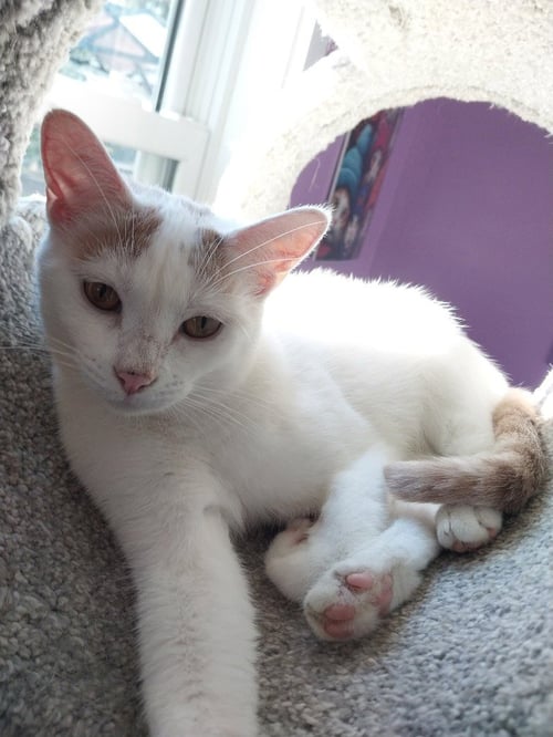 LAYLA * IN FOSTER * - Domestic Short Hair available for adoption