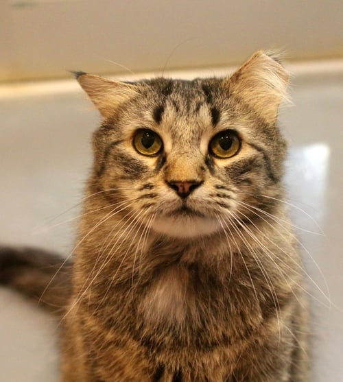 TOKI WARTOOTH - Domestic Long Hair available for adoption