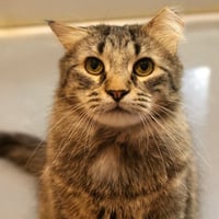 Toki Wartooth - Photo 1