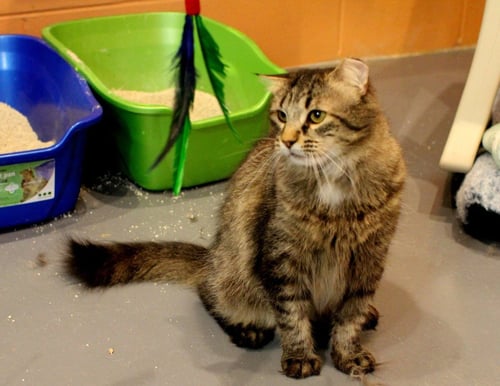 TOKI WARTOOTH - Domestic Long Hair available for adoption
