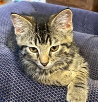 Ridge *IN FOSTER* - Photo 1