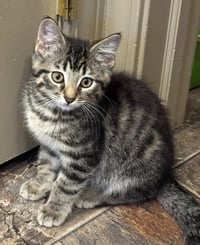 Ridge *IN FOSTER* - Photo 2
