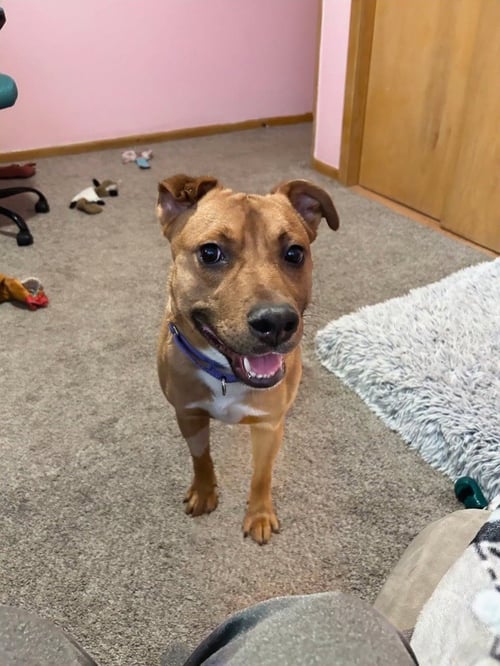 SMOKEY-IN A FOSTER HOME - Labrador Retriever / Terrier available for adoption