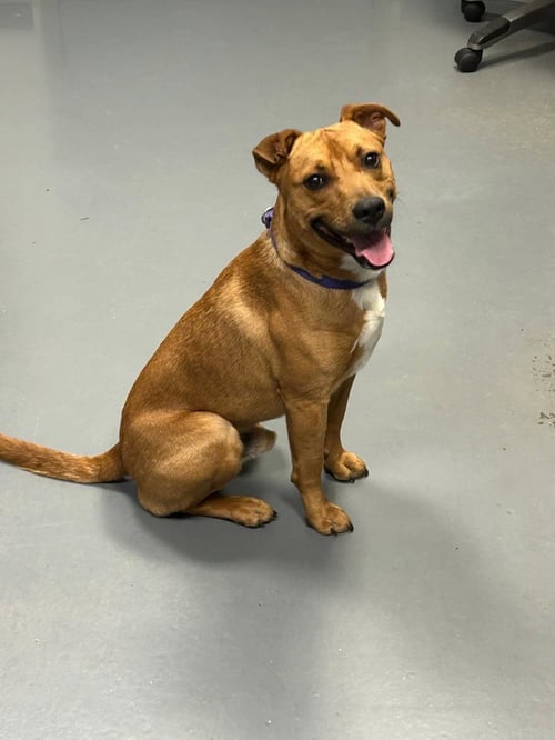 SMOKEY-IN A FOSTER HOME - Labrador Retriever / Terrier available for adoption