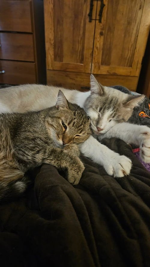 PERPUGILLIAM (PERI) *IN FOSTER* FIV+ - Siamese available for adoption