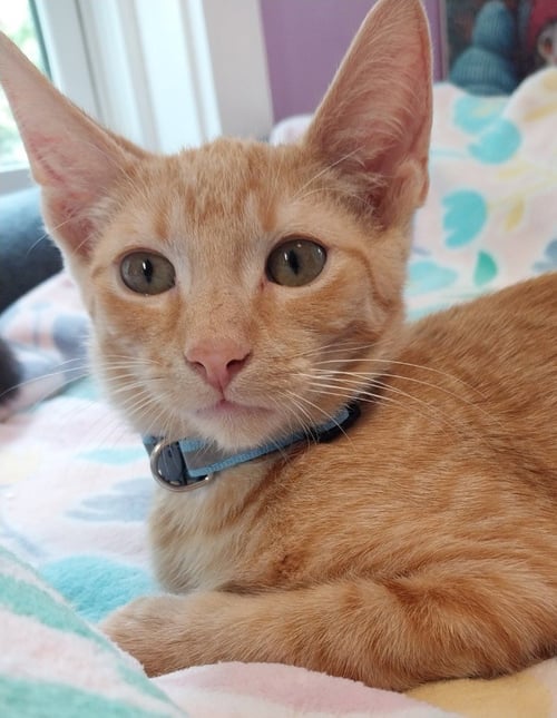 JOHN ROLFE * IN FOSTER * - Domestic Short Hair available for adoption