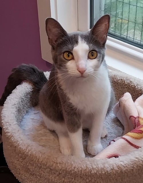 MILEY * IN FOSTER * - Domestic Short Hair available for adoption