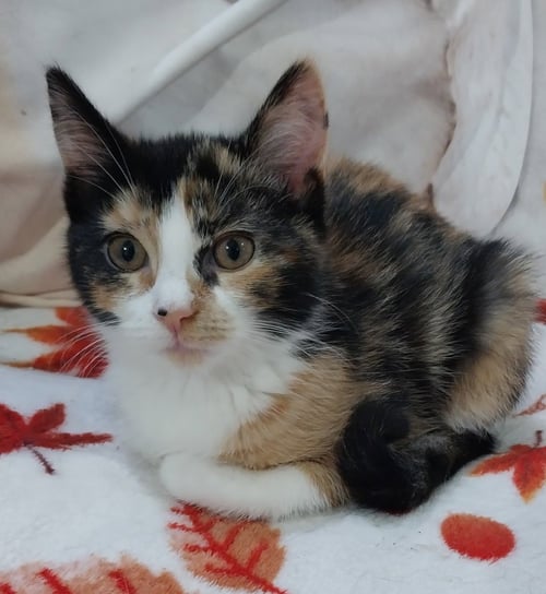 MAPLE (FORMERLY DORCAS) - Domestic Short Hair available for adoption